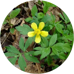 Ranunculus hispidus - 