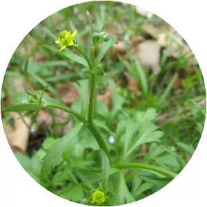 Ranunculus micranthus