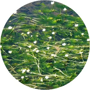 Ranunculus nipponicus var. Submersus