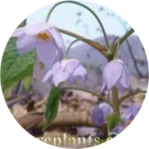 Ranzania japonica - Plants