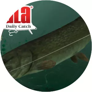 Rapala Fishing - Daily Catch