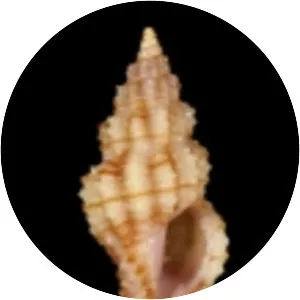 Raphitoma linearis - 