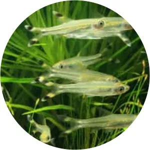 Rasbora trilineata