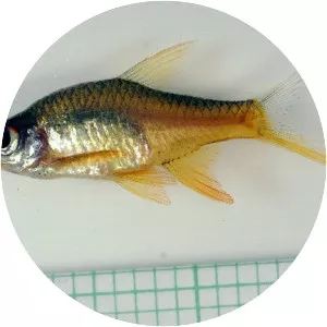 Rasboroides vaterifloris