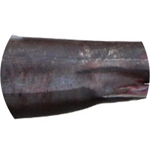 Rasptooth dogfish - 