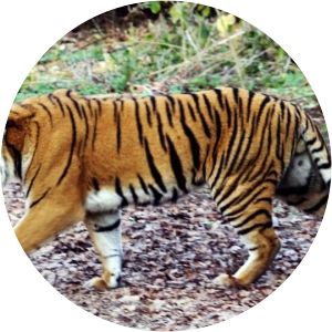 Ratapani Tiger Reserve