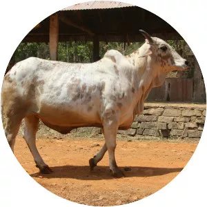 Rathi cattle