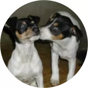 Ratonero Bodeguero Andaluz