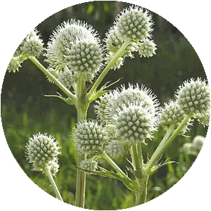 Rattlesnake master