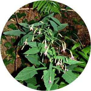 Rattlesnake Root - Plants