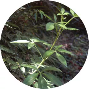 Raukaua laetevirens - 