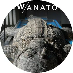 Raw Anatomy - TV program