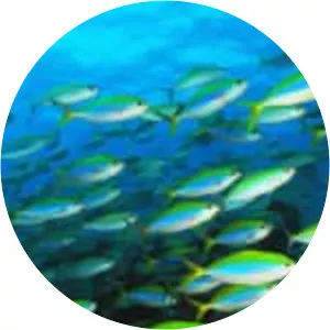 Ray-finned fishes
