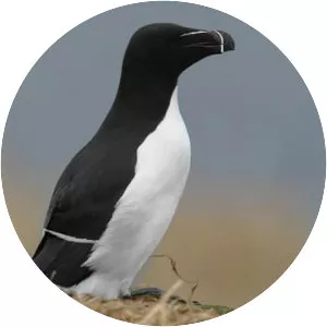 Razorbill
