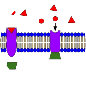Receptor - Musical artist