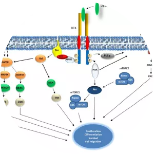 Receptor tyrosine kinase - Protein