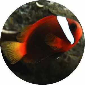 Red and black anemonefish - Fish