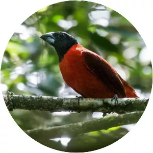 Red-and-black grosbeak
