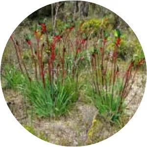 Red and green kangaroo paw