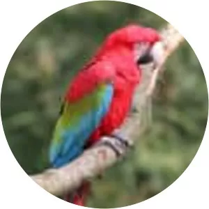 Red-and-green macaw - Birds