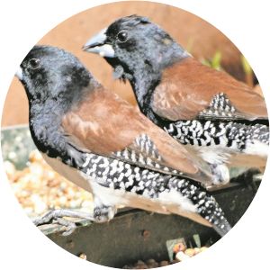Red-backed mannikin - Birds