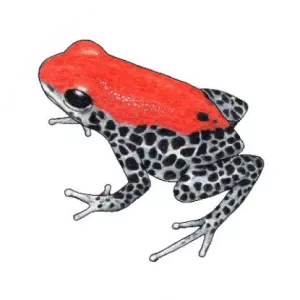 Red-backed poison frog