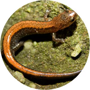 Red-backed salamander