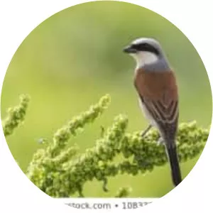 Red-backed shrike - Birds