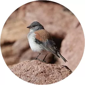 Red-backed sierra finch