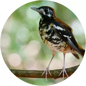 Red-backed thrush - Bird