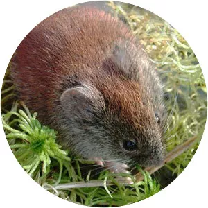Red-backed vole