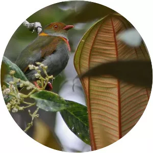 Red-banded fruiteater - Bird