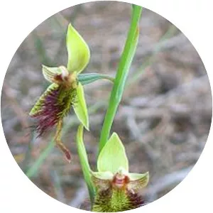 Red beard orchid - 