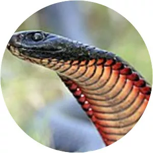 Red-bellied black snake