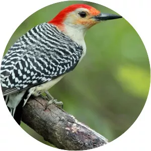Red-bellied woodpecker - Birds