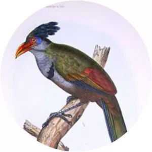 Red-billed ground cuckoo
