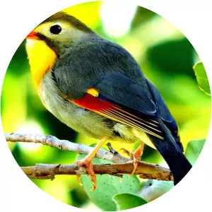 Red-billed leiothrix