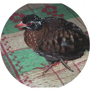 Red-billed partridge