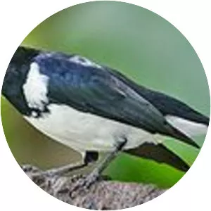 Red-billed pied tanager