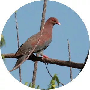 Red-billed pigeon