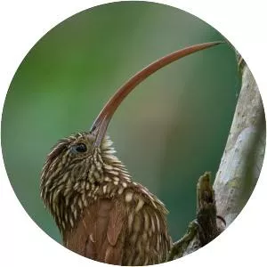 Red-billed scythebill