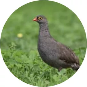 Red-billed spurfowl