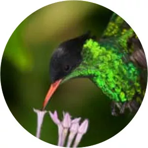 Red-billed streamertail