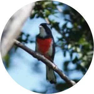 Red-breasted chat