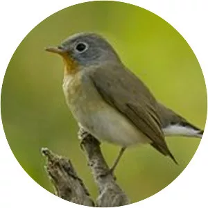Red-breasted flycatcher