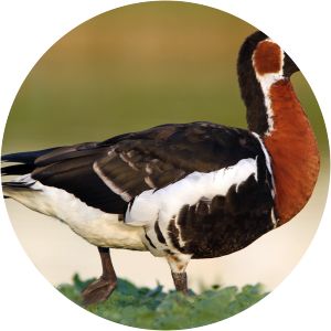 Red-breasted goose - Birds