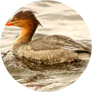 Red-breasted merganser - Birds