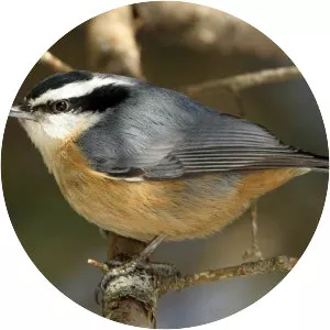Red-breasted nuthatch