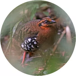 Red-breasted partridge