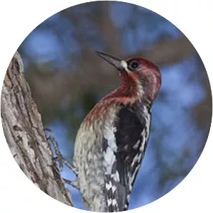 Red-breasted sapsucker - Birds